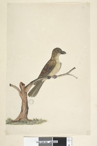 Página 30. ...? Mirlo de la Isla Norfolk? Aplonis fuscus, hembra, 1791-92