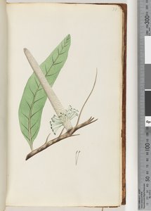 Página 30. Planta, una Banksia