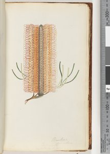 Página 31. Banksia spinulosa / Banksia de horquilla