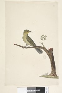 Página 31....? Delgado, Pico Blanco, Ojo Zosterops tenuirostris, 1791-92 de Unknown artist