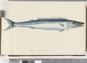 Página 32. Barracouta