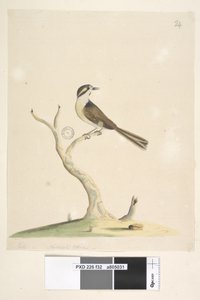 Página 32. No identificado. Julio, tamaño natural. Para notas sobre intentos de identificar este pájaro ver Hindwood, K. A. Las pinturas de aves de Sídney en el Zoologista Australiano, v.XIII, parte 2, agosto, 1965, p. 86 de Unknown artist