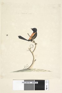 Página 33. Tamaño natural. Reyezuelo de espalda roja Malurus melanocephalus macho, 1791-92