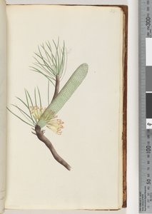 Página 33. Planta, Banksia spinulosa