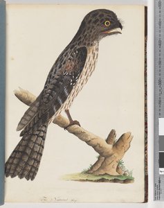 Página 33. Tawny Frogmouth. Gracile Goatsucker