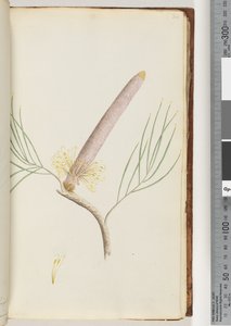 Página 34. Una Banksia