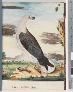 Página 34. Águila marina de pecho blanco aliada al halcón axilar de Unknown artist