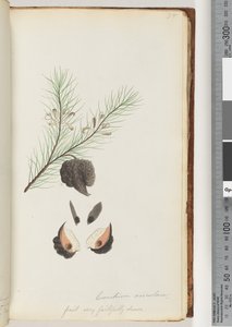 Página 35. Conchium aciculare / Fruta muy fielmente dibujada. Arbusto de Aguja Peluda de Unknown artist