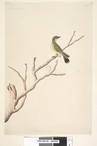 Página 36. Septiembre. Tamaño natural. Yellow Thornbill Acanthiza nana, 1791-92 de Unknown artist