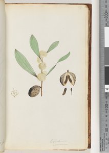 Página 37. Conchium nervosum de Unknown artist