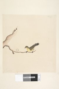 Página 37. Octubre. Tamaño natural Espina Amarilla Acanthiza nana, 1791-92 de Unknown artist
