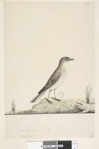 Página 38. Alundu? sobre el título en otra mano Tamaño natural, Julio Pipit Anthus australis, 1791-92 de Unknown artist