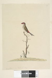 Página 40. Fringilla. Tamaño natural Pinzón de ceja roja Neochmia temporalis Aegintha temporalis, 1791-92 de Unknown artist