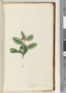 Página 40. Persoonia / Schraderia ferruginea