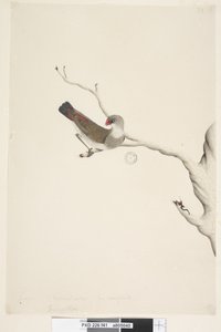Página 41. Fringilla. tamaño natural. Diamante de cola de fuego Stagonopleura guttata, inmaduro, 1791-92 de Unknown artist