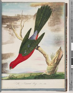 Página 42. Loro rey de Unknown artist
