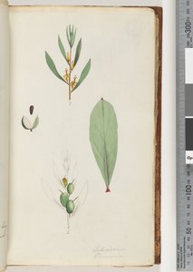 Página 42. Schraderia / Persoonia