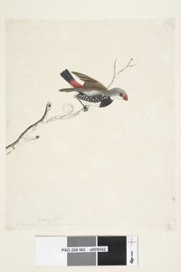 Página 43. Fringilla. debajo del título en diferente mano febrero. Tamaño natural Diamante de cola de fuego Stagonopleura guttata, 1791-92