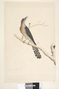 Página 44. Cuculus. sobre el título, en diferente mano Tamaño natural. en la esquina superior izquierda en tercera mano B y en la esquina inferior izquierda Va con A es decir, f.45 Cuco de cola de abanico Cacomantis pyrrhophanus, macho, 1791-92 de Unknown artist