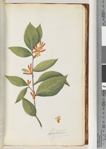 Página 44. Persoonia / Schraderia ferruginea de Unknown artist
