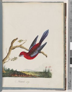 Página 45. Rosella Carmesí. Loro Pennantian de Unknown artist