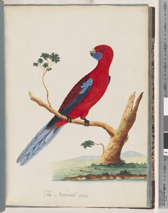 Página 46. Rosella Carmesí. Loro Pennantian de Unknown artist