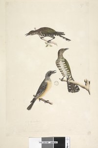 Página 46. Cuculus. tamaño natural. Los dos pájaros superiores son cucos de bronce dorado, el tercero es un silbador rufo Lamprococcyx plagosus Chrysococcyx lucidis, 1791-92 de Unknown artist