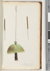 Página 46. Xanthorrhoea Hastile Árbol de hierba de Unknown artist