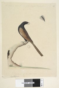 Cucal Faisán