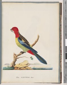 Página 47. Rosella Oriental. Loro Non pareil de Unknown artist