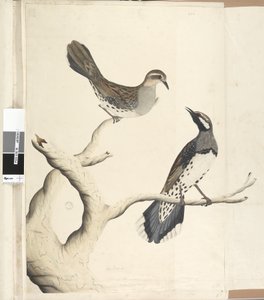 Página 4. Turdus. en una mano diferente Dibujado al tamaño natural siendo los únicos dos de su tipo vistos en la Colonia, junio de 1792 Tordo Quail Manchado Cinclosoma punctatum de Unknown artist