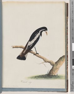 Página 50. Urraca-alondra. Corvus cyanoleucos