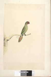 Página 51. Tamaño natural Pequeño Lorito Glossopsitta pusilla, 1791-92 de Unknown artist
