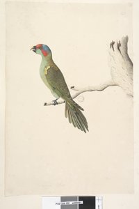 Página 52. Tamaño natural Lorito almizclero Glossopsitta concinna, 1791-92 de Unknown artist