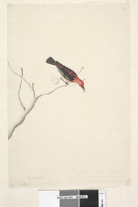 Página 54. Drepanis. debajo del título en otra mano Septiembre. Tamaño natural en la esquina inferior derecha en una tercera mano Se supone que estos pájaros son aves de paso y aparecen en bandadas, el rojo no muestra la belleza del pájaro. Mielero escarla