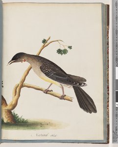 Página 55. Pájaro Wattle Rojo. Merops carunculatus