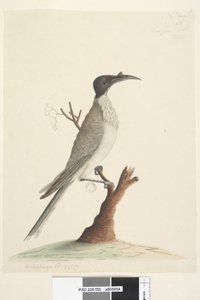 Página 55. Wer,gan o el Fraile. en la esquina inferior izquierda en otra mano Meliphaga Phrygia. en el centro inferior en una tercera mano Tamaño natural Pájaro fraile ruidoso Philemon corniculatus, 1791-92 de Unknown artist