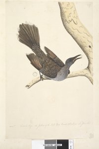 Página 58. Octr. Tamaño natural, las plumas del cuello, cabeza, pecho y espalda son todas puntiagudas Pájaro Wattle de Cepillo Anthochaera chrysoptera, 1791-92 de Unknown artist