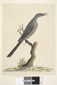 Página 59. Tamaño natural, las plumas de la cabeza, cuello y pecho son puntiagudas. Pájaro Wattle de cepillo Anthochaera chrysoptera, 1791-92 de Unknown artist