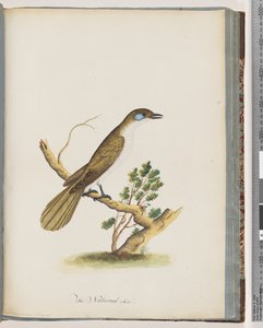 Página 61. Mielero de cara azul. Turdus cyanoris. Zorzal de mejillas azules de Unknown artist