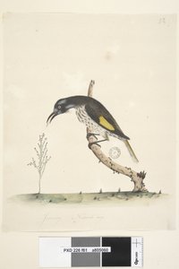 Página 61. Enero. Tamaño natural. Melífago de alas amarillas Meliornis novae, hollandiae, 1791-92 de Unknown artist