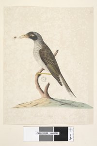 Página 62. Junio. Tamaño natural. Minero ruidoso Myzantha melanocephala, 1791-92 de Unknown artist