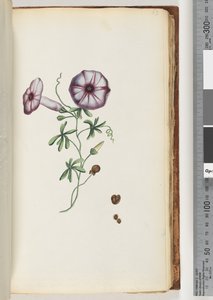 Página 63. Convolvulus de Unknown artist