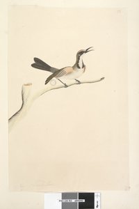 Página 63. Mayo. Tamaño natural. Melífago de corona parda Phylidonyris melanops, 1791-92