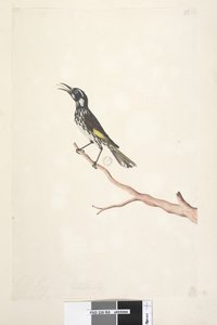 Página 65. Mayo, tamaño natural. Melífago de alas amarillas Meliornis novae, hollandiae, 1791-92 de Unknown artist