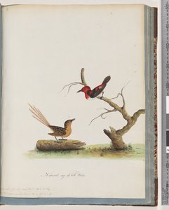 Página 66. 1. Mielero Escarlata. Certhia/Honeyeater/orientale. 2. Pájaro no identificado. Muscicapa malachura de Unknown artist
