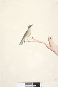 Página 66. Agosto. Tamaño natural Ojo Plateado de Espalda Gris Zosterops lateralis de Unknown artist
