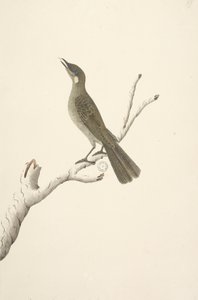 Página 68. Tamaño natural, agosto. Lewin Honeyeater Meliphaga Lewinii, 1791-92 de Unknown artist