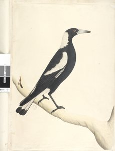 Página 6. Barita. sobre el título en otra mano Mayo. Tamaño natural Urraca de espalda negra Gymnorhina tibicen, 1791-92