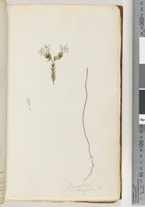 Página 6. Pimeloea linfolia